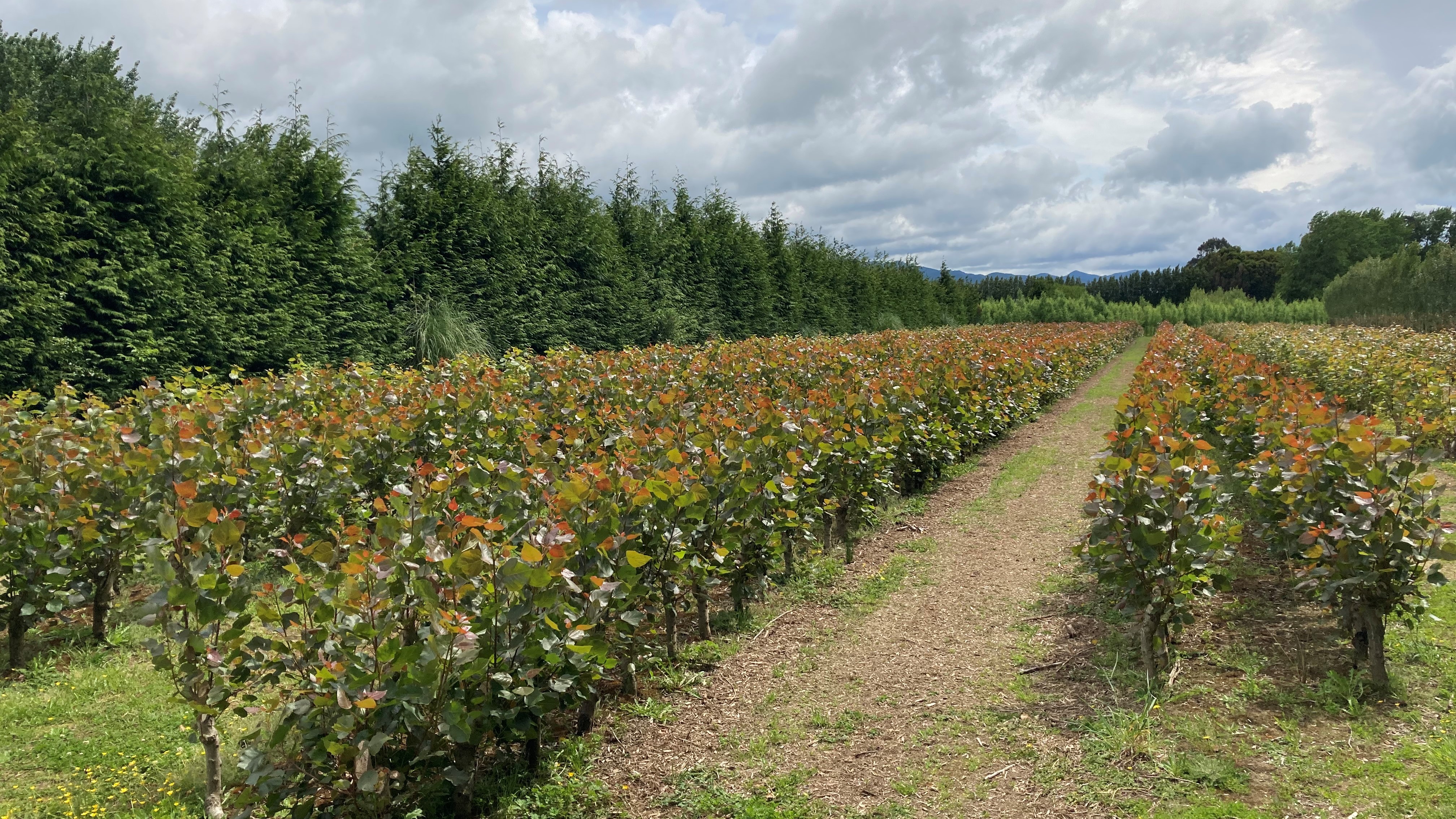 Woodville Nursery - Vero 3 month growth