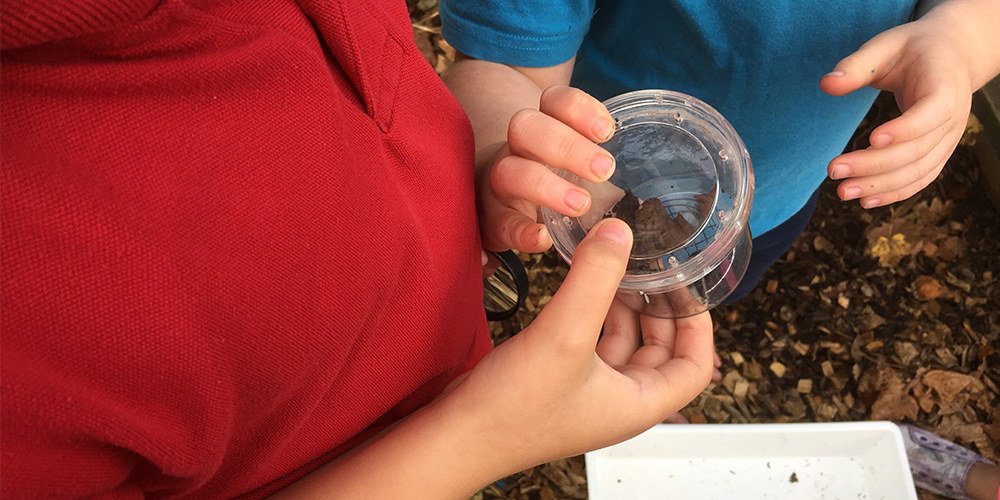 Learning about biodiversity on school grounds.