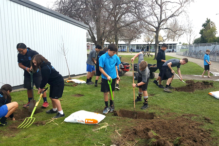 Monrad Intermediate School students planting fruit trees and bushes