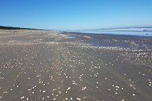 Shellfish warning issued for Horowhenua beaches