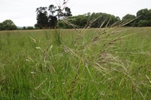 Landowners urged to be cautious of potential pest plant infestations