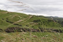 Farmers urged to keep invasive pest plant out of Horizons Region
