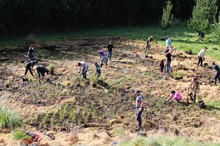 The buzz on riparian planting