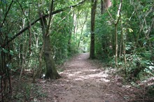 Tōtara Reserve walking tracks receive upgrade