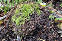 Rare endemic plant species healthy in Horizons Region