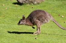 Wallaby search finds no evidence of resident population