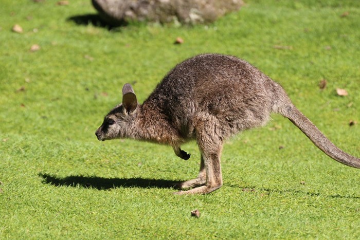 Wallaby search finds no evidence of resident population