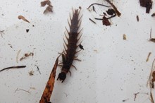 Horizons receives Morgan Foundation Award for Makuri River