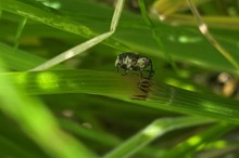 Horizons celebrates establishment of field horsetail weevil