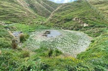 Pest plant previously eradicated from NZ destroyed by Horizons Regional Council 