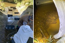 Collaborative project provides boost for biodiversity in Kahuterawa