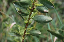 Horizons celebrates Biosecurity Week, welcomes national biosecurity conference to the region