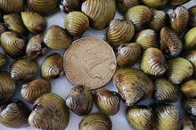 Horizons wants to stop waterways from clamming up