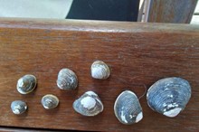 Horizons praises accommodation provider for spotting invasive clams