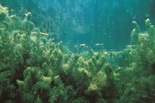 Avoid the spread of water pests - check clean dry