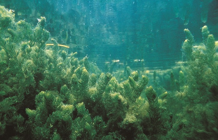 Avoid the spread of water pests - check clean dry