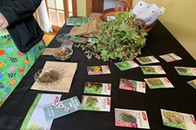 Opportunity for teachers to learn about indigenous seed saving and growing kūmara