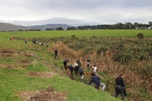 Planting helps support wetland area and water quality