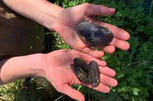 Help wanted in the hunt for hidden kākahi