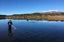 Lake algae found in Waikato and Manawatū-Whanganui regions for first time