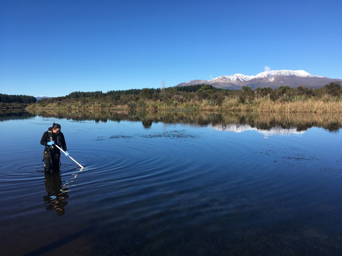 Lake algae found in Waikato and Manawatū-Whanganui regions for first time