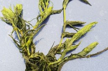 Avoid the spread of water pests - check clean dry