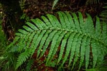 Don Linklater Memorial Bursary applications open