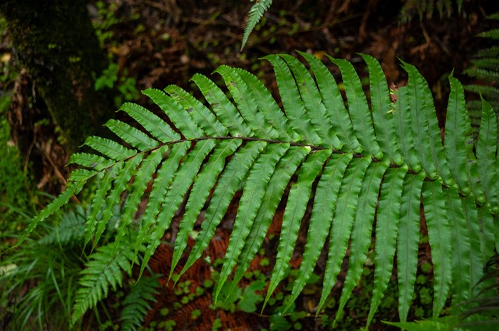 Don Linklater Memorial Bursary applications open