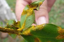 Horizons joins hunt for myrtle rust