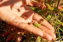 Horizons and partners release first biocontrol agent for purple loosestrife in Aotearoa New Zealand