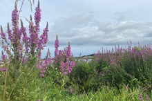 Horizons Regional Council granted approval for insect quartet to stop wetland invader