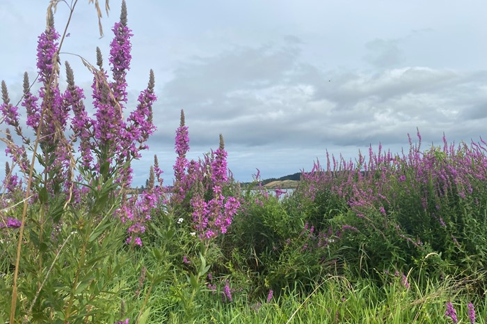 Horizons Regional Council granted approval for insect quartet to stop wetland invader