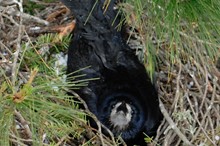 Rook populations at all time low