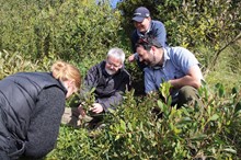 Non-stinging wasp creating positive buzz in Horizons Region