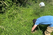 Horizons celebrates establishment of field horsetail weevil