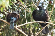 Take action as a whānau for conservation 