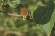 Farmers urged to report Velvetleaf