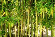 Bamboo control at Kowhai Park, Whanganui