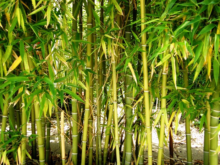 Bamboo control at Kowhai Park, Whanganui Horizons Regional Council