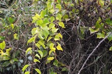 Look out for climbing spindleberry this winter