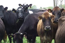 Begin synthetic nitrogen fertiliser reporting now to save stress later