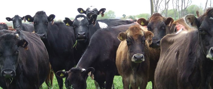 Begin synthetic nitrogen fertiliser reporting now to save stress later