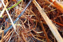 Spawning sites mapped in Whanganui