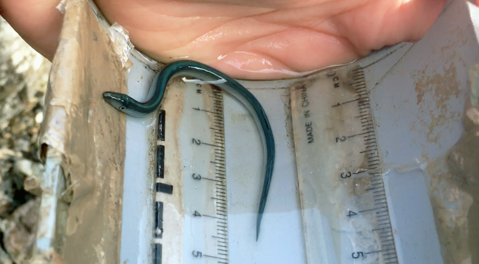 lamprey-measuring.png