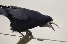 Submissions open for Pest Management Plan
