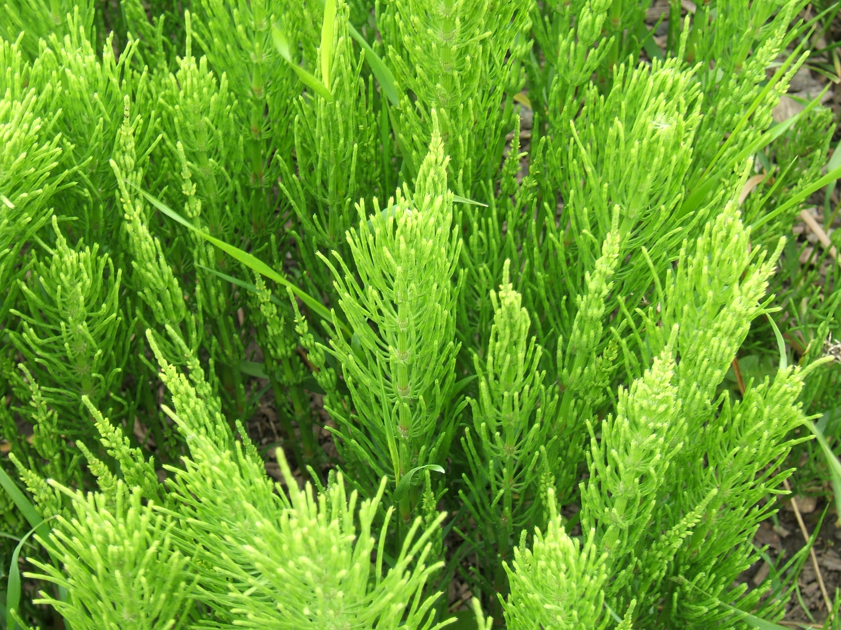 Field horsetail close up