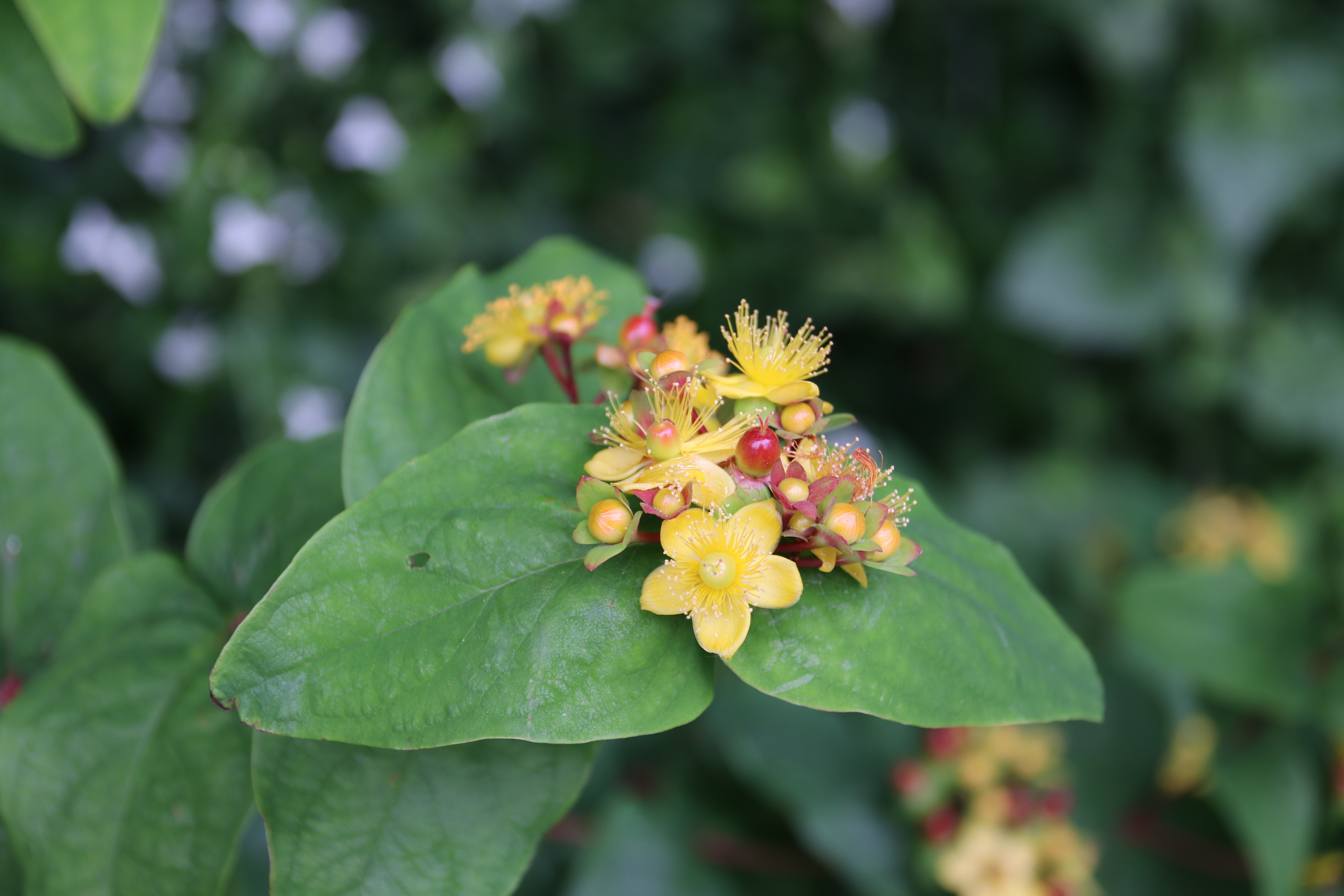 Tutsan close up flowers