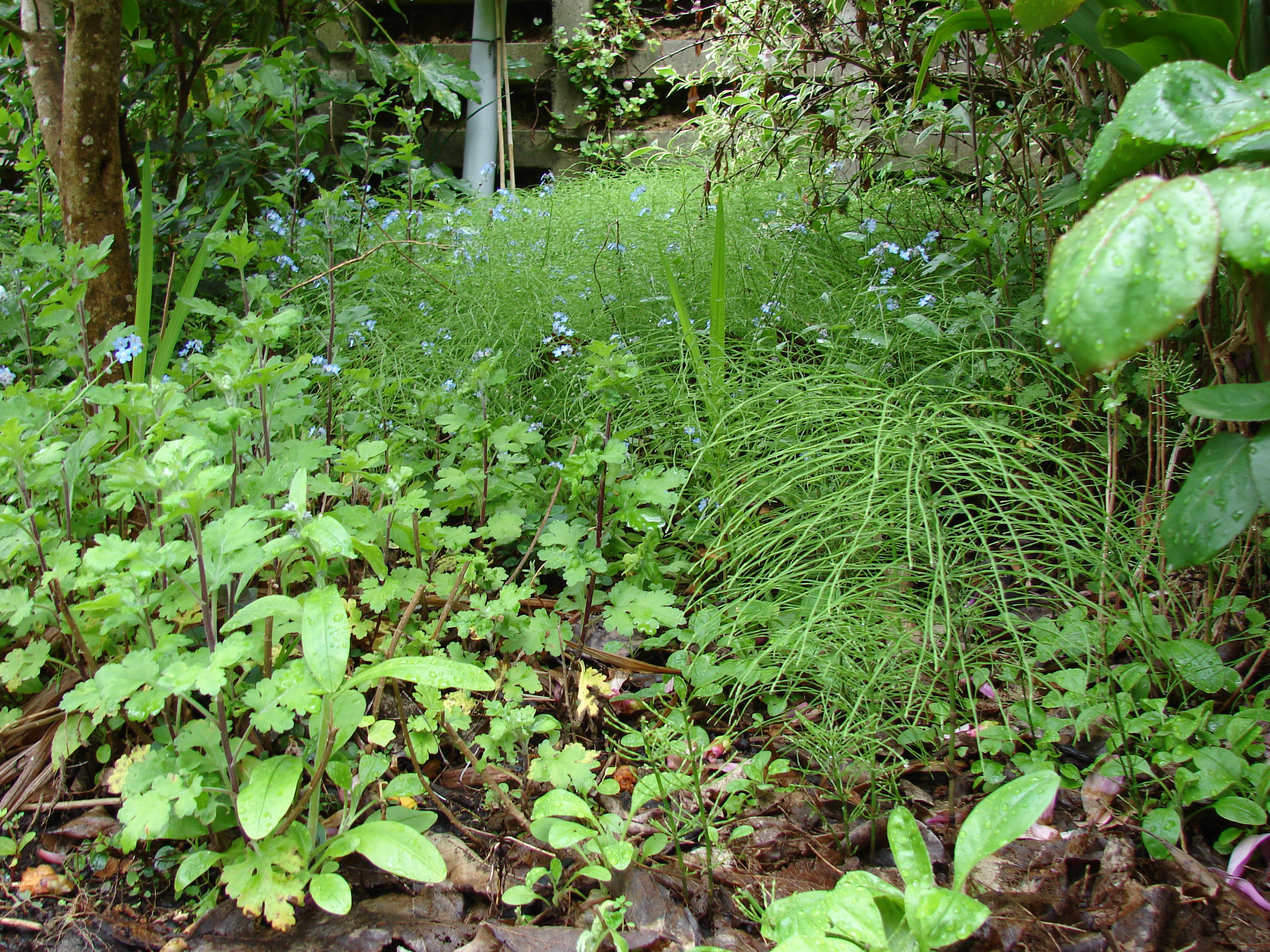 Field horsetail garden invasion