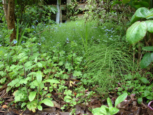 Field horsetail garden invasion