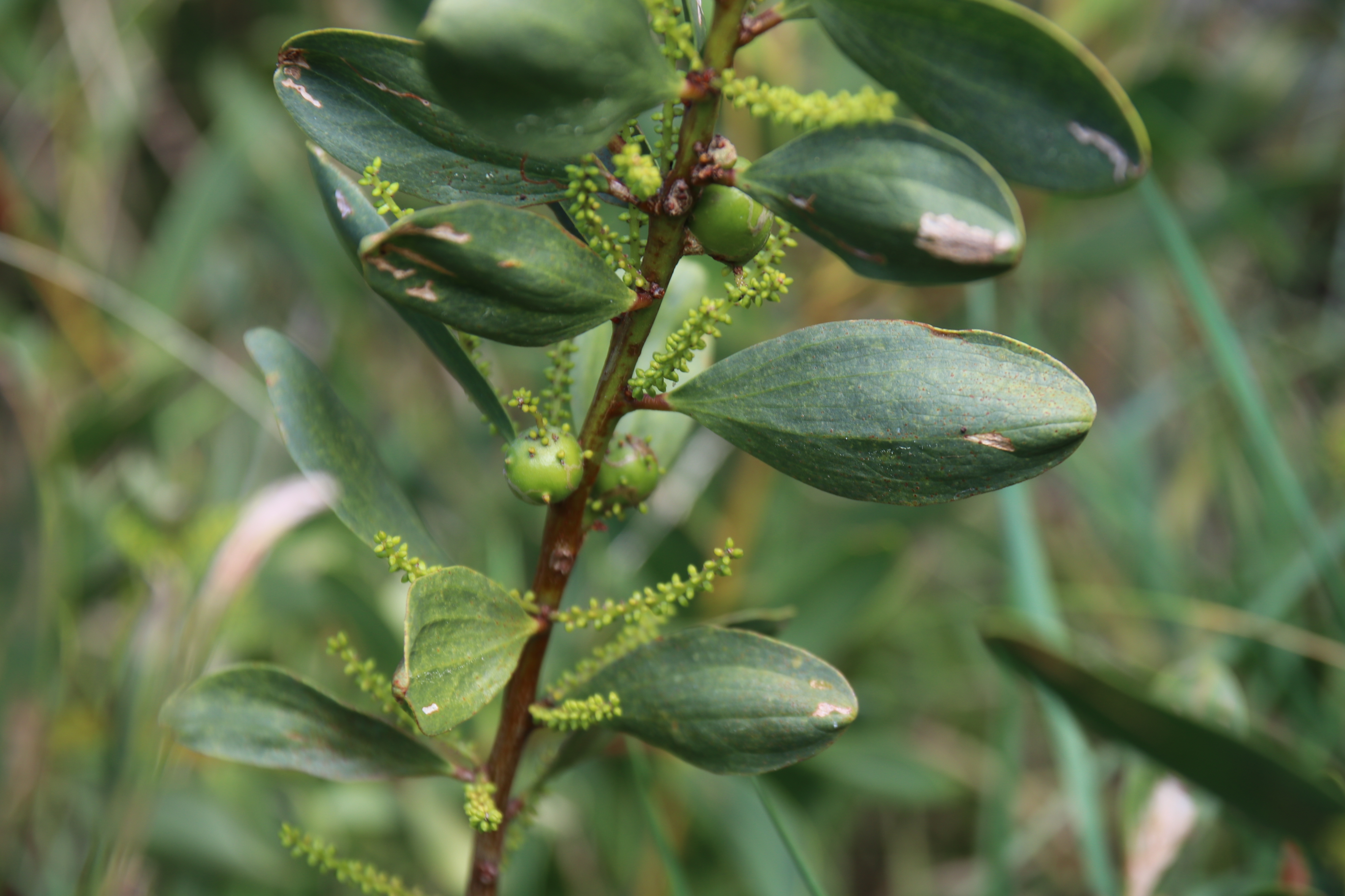 Galls on Sydney Golden Wattle.JPG